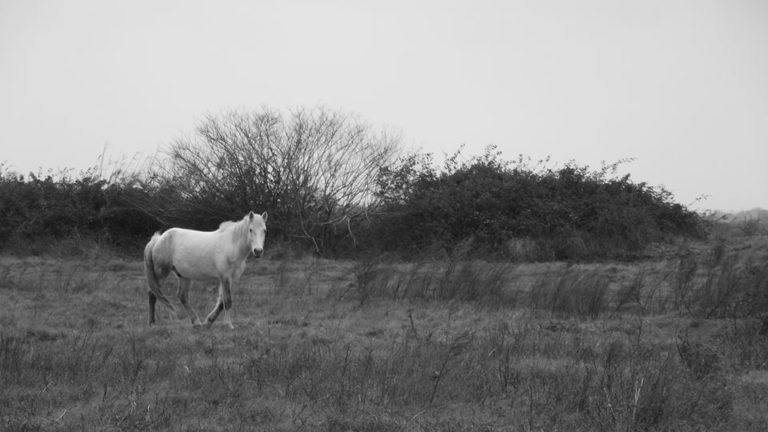 Un camarguais en vadrouille